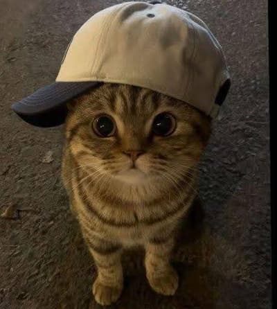 Gm girls, im a good boys 😺😺