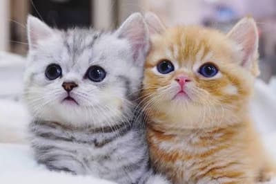 gm friend😺