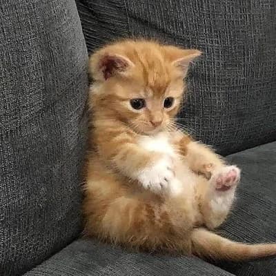 hello world 😺