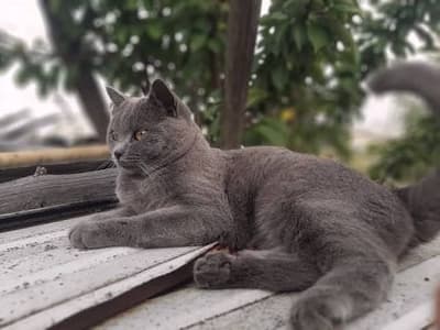 hello all 😺