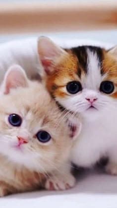 hello 😻😻