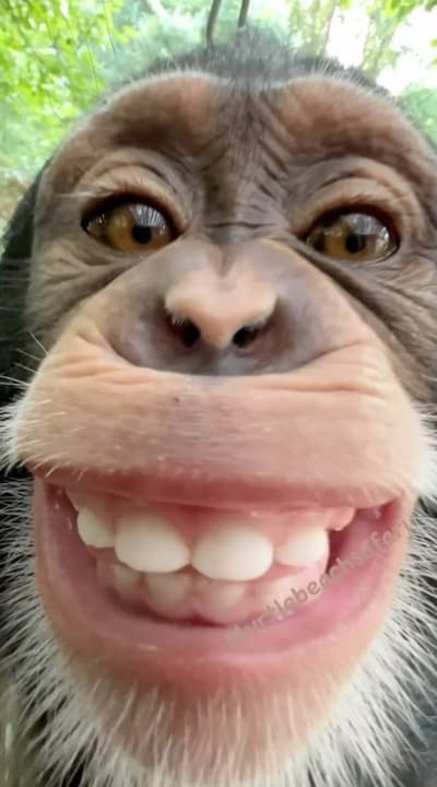 🐒🐒🐒