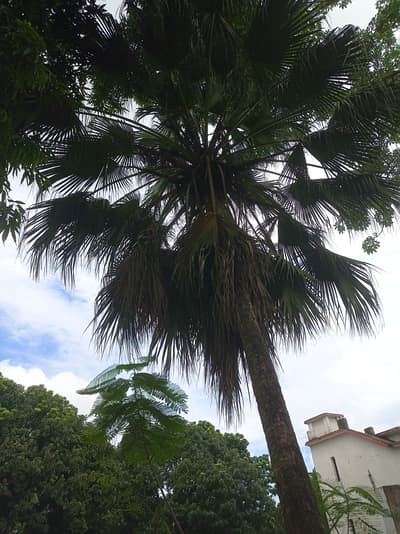 Traditional Palm tree in our campus...