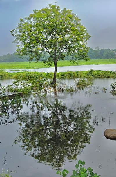 tap the picture for full view natural no ai... captured by me.