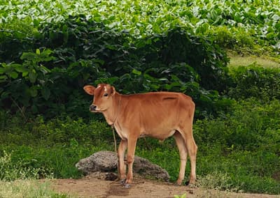 cow