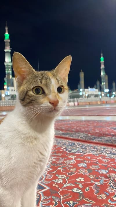 cat