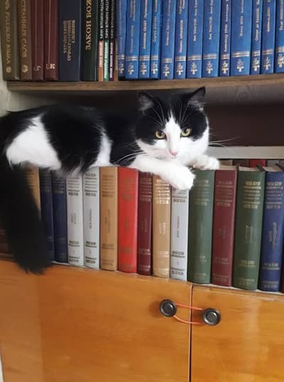 cat