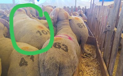 😎 The green marked ram weighs 105 kg. 😎