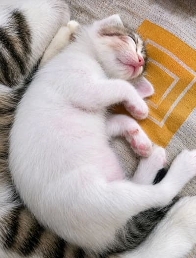 Cute cat baby