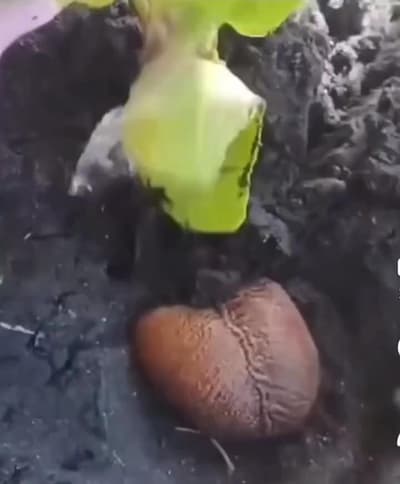 What kind of seed is this?
