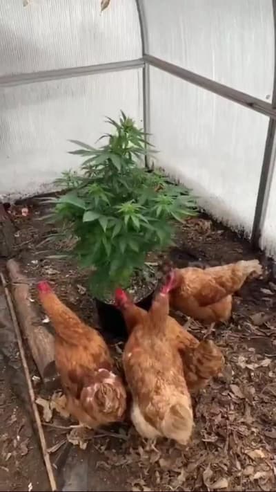 🐔 chicken rasta