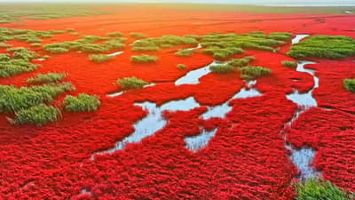 Nature’s Smart Contract in Pure Red. 🔴⚡
​Tides: Earth's autonomous Consensus Mechanism.
​Waterways: Liquidity Pools running in perpetual motion.
​Red Wetlands: The most battle-tested dynamic nodes on planet Earth.
​Zero-latency rendering, infinite TPS, and an entirely decentralized visual pipeline. In the lens of the Solana Ecosystem, this might just be the ultimate L0 architecture.
​Block Rendered. Proof of Beauty. 🌅