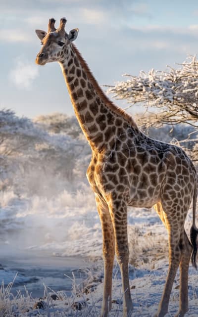 wildlife