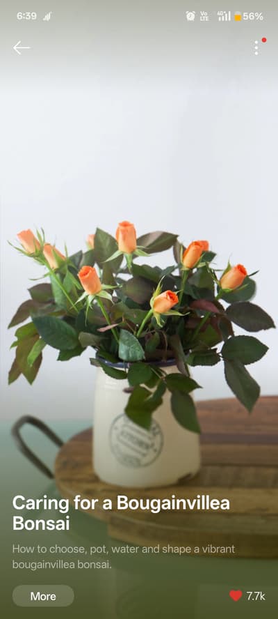 flower pot