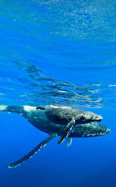 whale moves