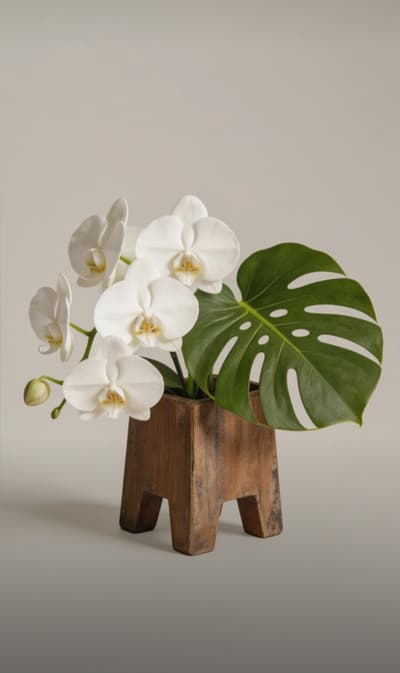 white orchid
