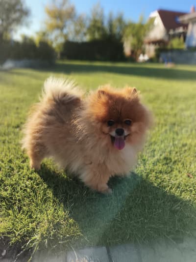 🐾♥️