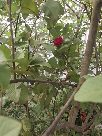 Isn't it beautiful?