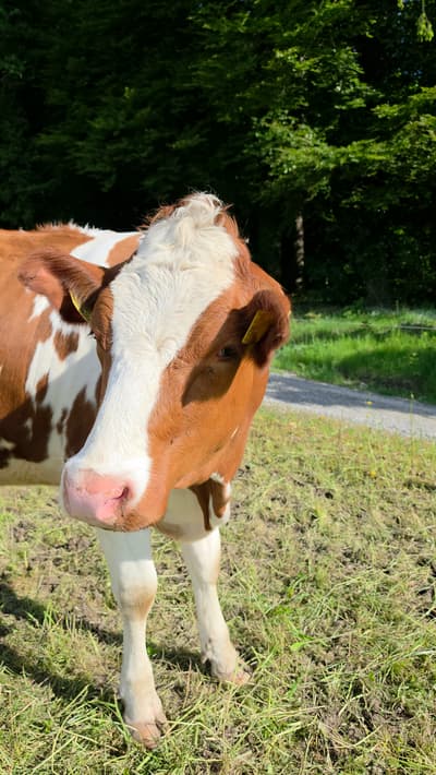 Heartfelt & wholesome 🥹
Met this beauty in my Swiss village today. She belongs to a farmer whole saves animals from slauther. Every time she sees me, she runs over like an old friend. My heart is full!
