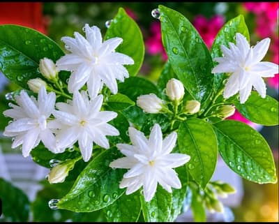 good morning