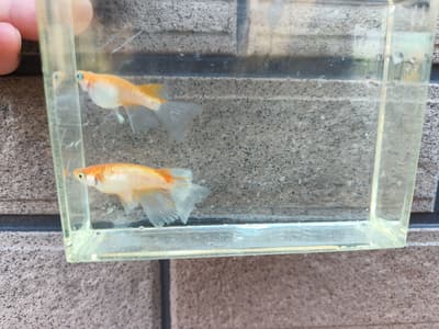 ローズジュエルリアルロングフィン🐟️