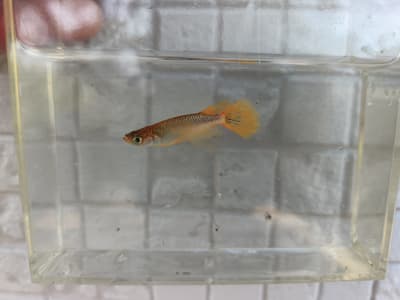 ユリシス🐟️