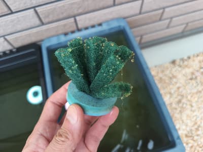 たまご🐟️