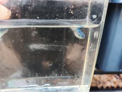 ネプチューン🐟️