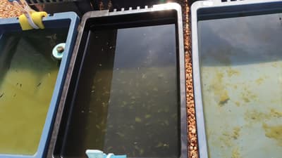 子ども達🐟️