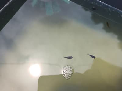 黒炎ダルマ🐟️