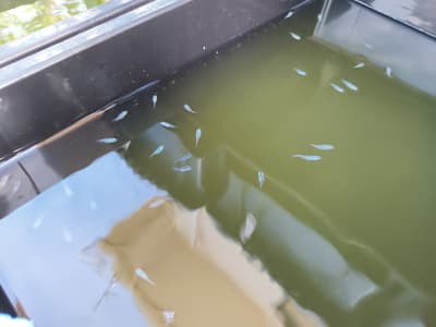 深海🐟️