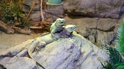 Cold blood couple chilling at terrarium. 🦎