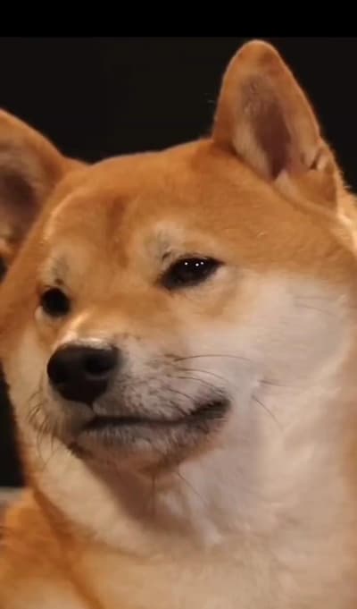 The lil homie $DOGE is a Reeaal Badman 🫡😁🐶