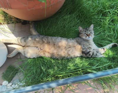chill😽☀️