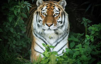 Royal Bengal Tiger.