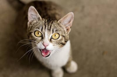 they said dont upload AI things so Meowwwww
