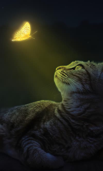 cat 🐈