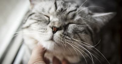 😽 Cats can alter the vibration of their purring to manipulate their owners.

For example, to ask you to feed them.🤔😅😅