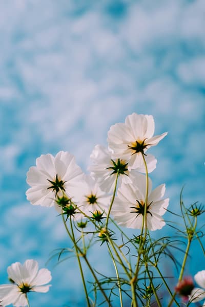 Blooming softly beneath an endless blue sky, finding beauty in the simplest moments. 🌸💙