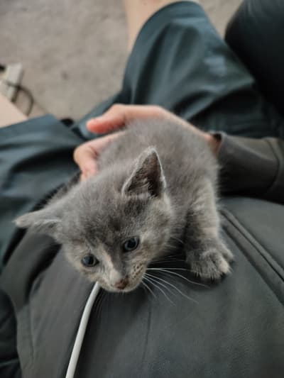 Attic kitten