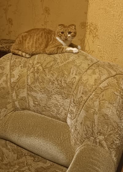 Приуныл бедняга