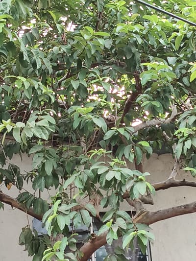 Guava Tree