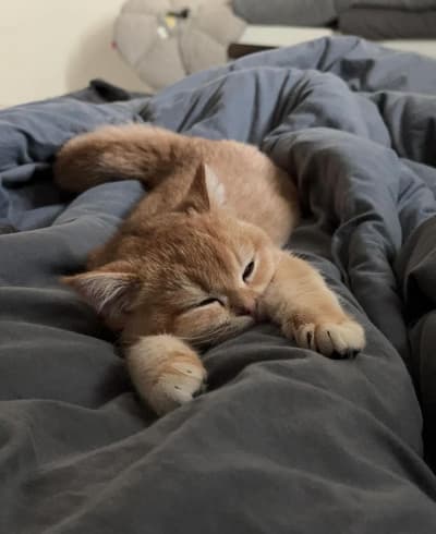 GM