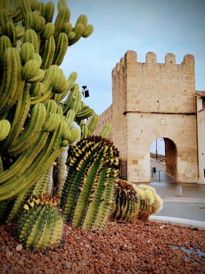 Cactus 🌵