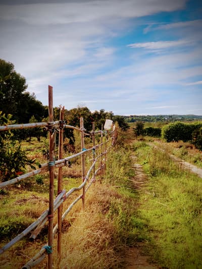 Field