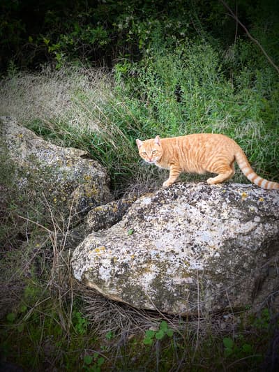 Wild Cat 😺