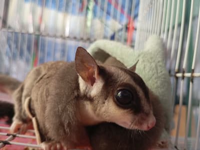 hi my name is croft