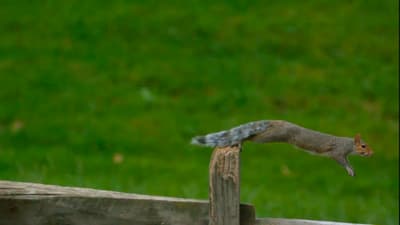Suspended in mid-air, a daring squirrel defies gravity with perfect balance, leaping toward an unseen destination ahead. 🐿️