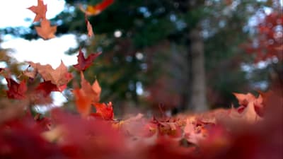Crimson and amber leaves dance gracefully through the air, surrendering to the gentle whispers of the autumn breeze. 🍂