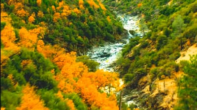 A crystal-clear river winds through a vibrant autumn forest, where golden leaves contrast beautifully with lush evergreen pines. 🍂